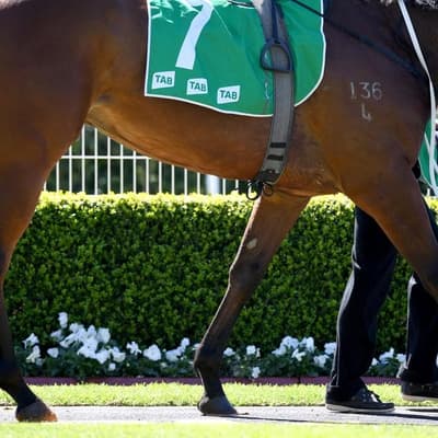 Long faces after barrier blunder in premier horse race