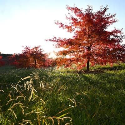 Australia's city in a park through an autumn lens