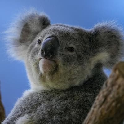 Koala mass grave image falsely linked to renewable energy project