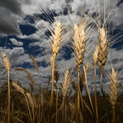 Global glut hits grain handler as farmers hold back