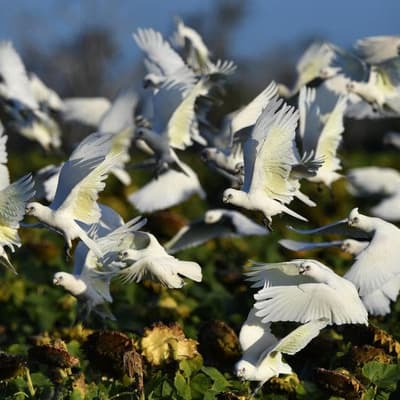 Cattle station gets permit to kill 20,000 parrots