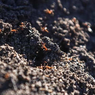 Invasive fire ants continue march into inner-city park