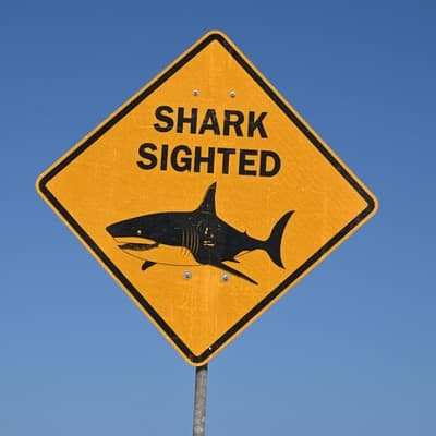Tributes flow for father-of-two killed in shark attack