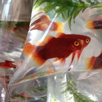 Why goldfish might be undermining your internet speed