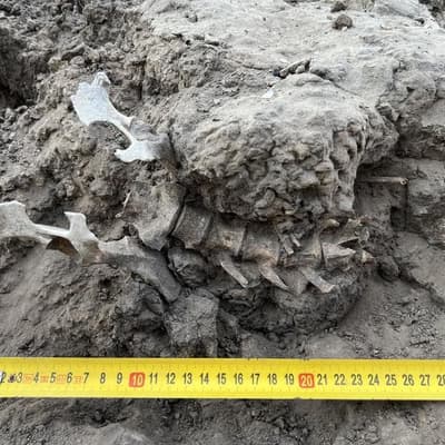 Beloved dingo grave reveals ancient First Nations bond
