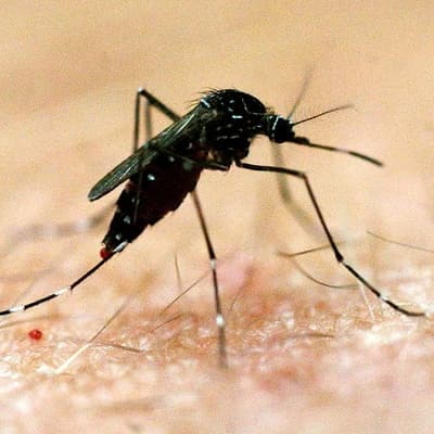 Two dead in outback town from mosquito-borne virus