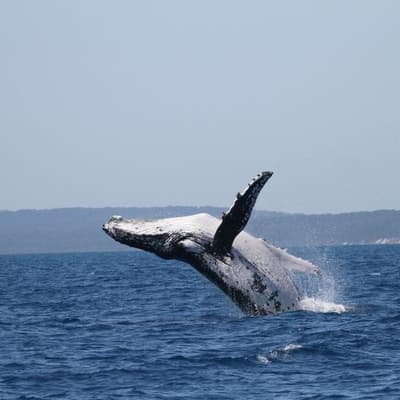 Humpback whale clocks new record after mega migration