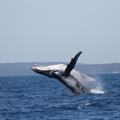 Whales set record swimming between Australia and Brazil