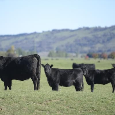 Beef lovers steer it home for billionaire-backed firm