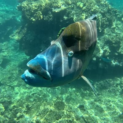 In danger: more reef funding amid dreaded ruling threat