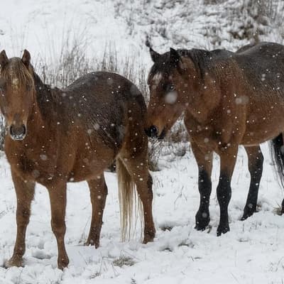 New round of culling after brumby population explodes