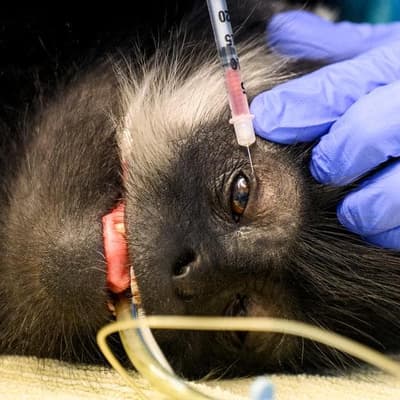 'It becomes normal': behind the scenes at the zoo