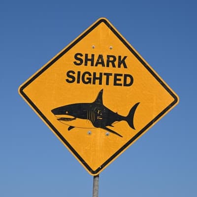 Spearfisher dies in shark attack at popular diving spot