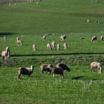 Kiwi firm's sheep-derived healing products sales soar