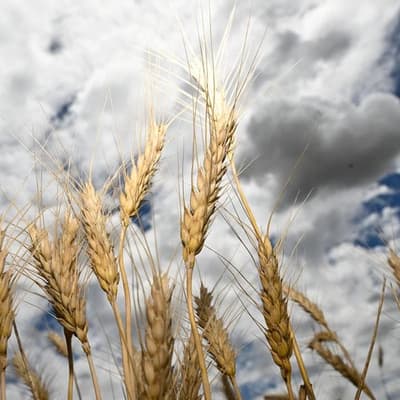 Farmers eye yield gains as fertiliser, fuel costs surge