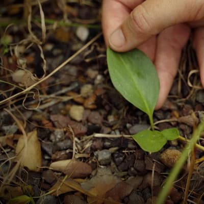 Call to ditch energy hub to save herb from extinction
