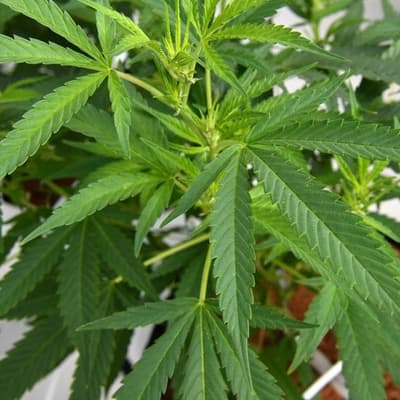 World-first for drivers who use medicinal cannabis