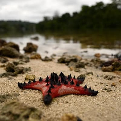 Australia urged to step up climate leadership on oceans