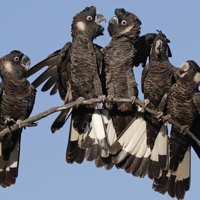Hopes native tree project will save endangered cockatoo