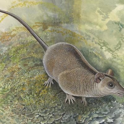 Ancient teeth reveal gaps in marsupial family tree
