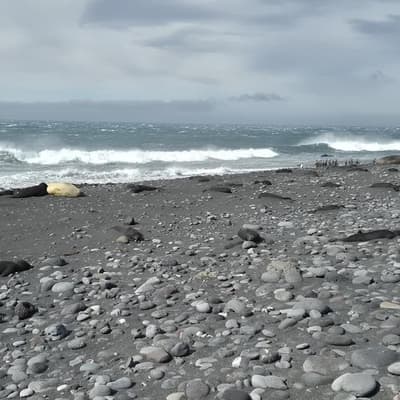 'Sobering': flu strain kills thousands of seal pups