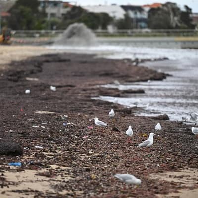 Suspected killer bird flu found on Australian mainland