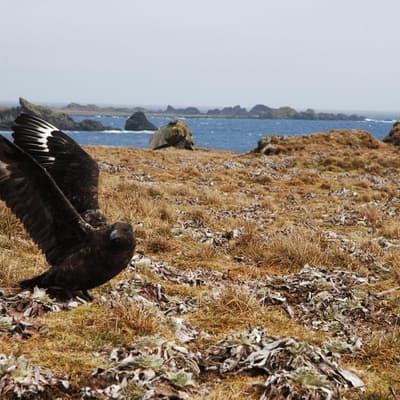 Uncertainty for wildlife as killer bird flu detected