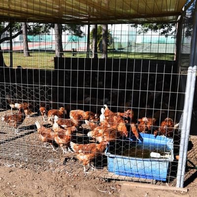 Bird flu outbreak could leave industry devastated