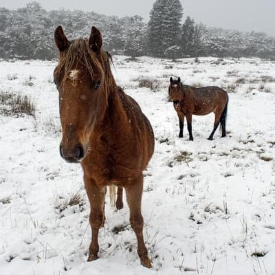 Opposition leader takes shot at 'inhumane' brumby culls