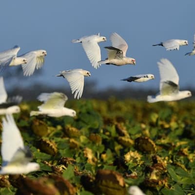 Reports for sick birds surge but no new cases detected