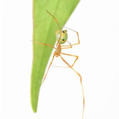Going ballistic: spider spins a spring-loaded trap
