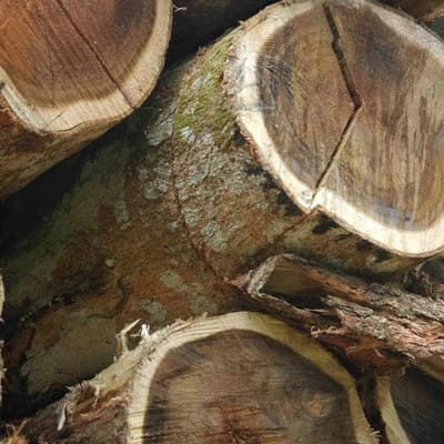 Questions raised over $1.5 billion logging transition