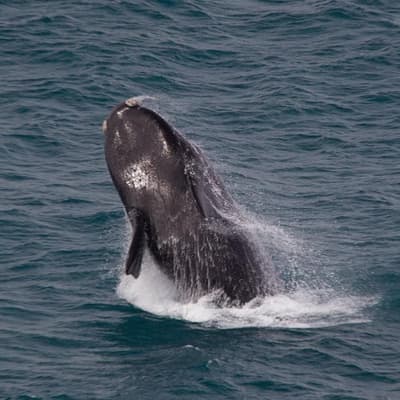 Why whales are making Star Wars sounds in Aussie waters