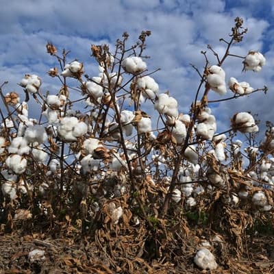 Health fears after weedkiller approved for ongoing use