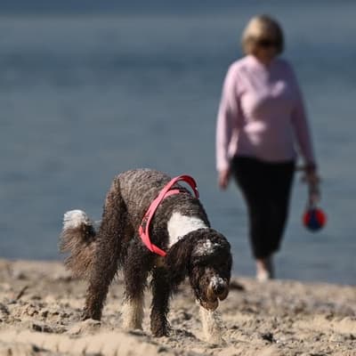 People and pets in firing line if ants not eradicated