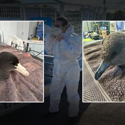 Fourth case of deadly flu detected in migratory seabird