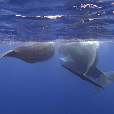 Pacific ocean a 'forever chemical' hotspot for whales