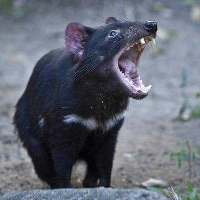 Cancer cure for Tassie devils could be in their genes