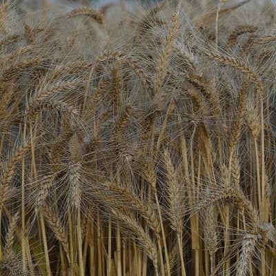 Warning 'dire combination' poses regional food crunch