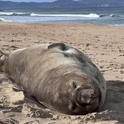 'Give him space': plea to keep Neil the seal safe