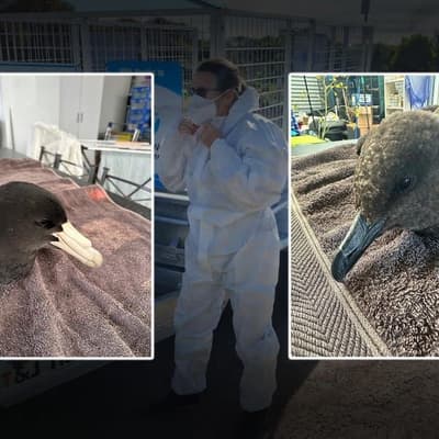 Precautions urged as sixth bird flu case confirmed