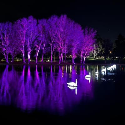 Dance of the robot swans lights up winter tech festival