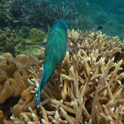 Reef dodges 'in danger' World Heritage listing again
