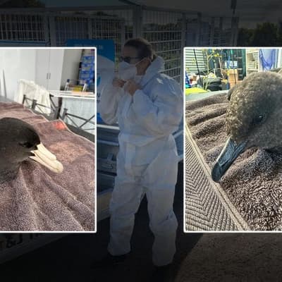 'Window closing' for wildlife as bird flu threat mounts
