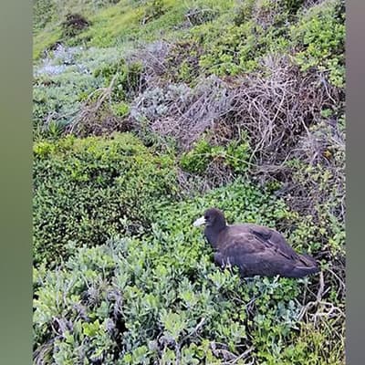 More bird flu detections spark wildlife fears