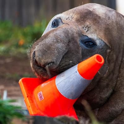 Social media star Neil the seal safely returns to sea