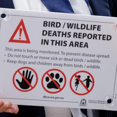 Native bird flu case sparks 'nightmare' wildlife fears
