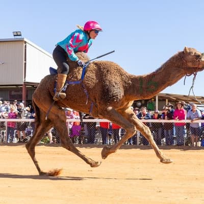 Tourists chase flying camels into outback's red heart