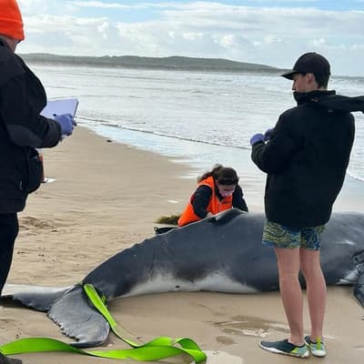 Dead whale calf on city beach to be tested for bird flu