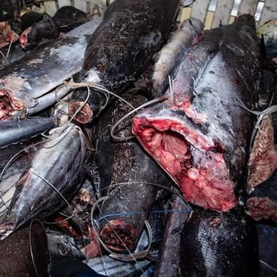 Images show gruesome extent of illegal Pacific fishing